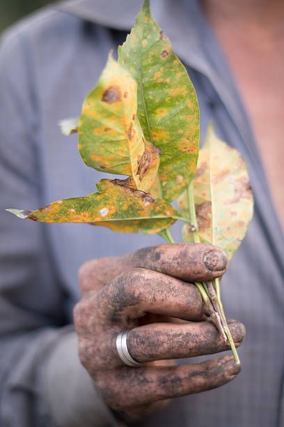 Plant Disease Recognition